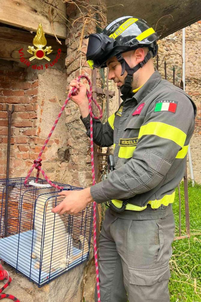 Gatto Roasio