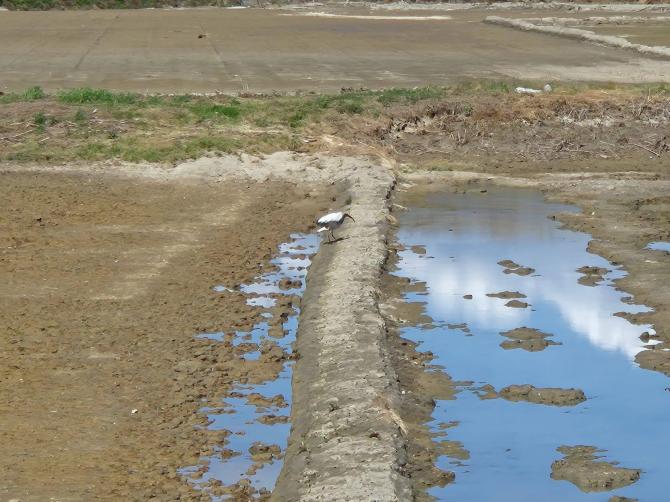 Alluvione risaie