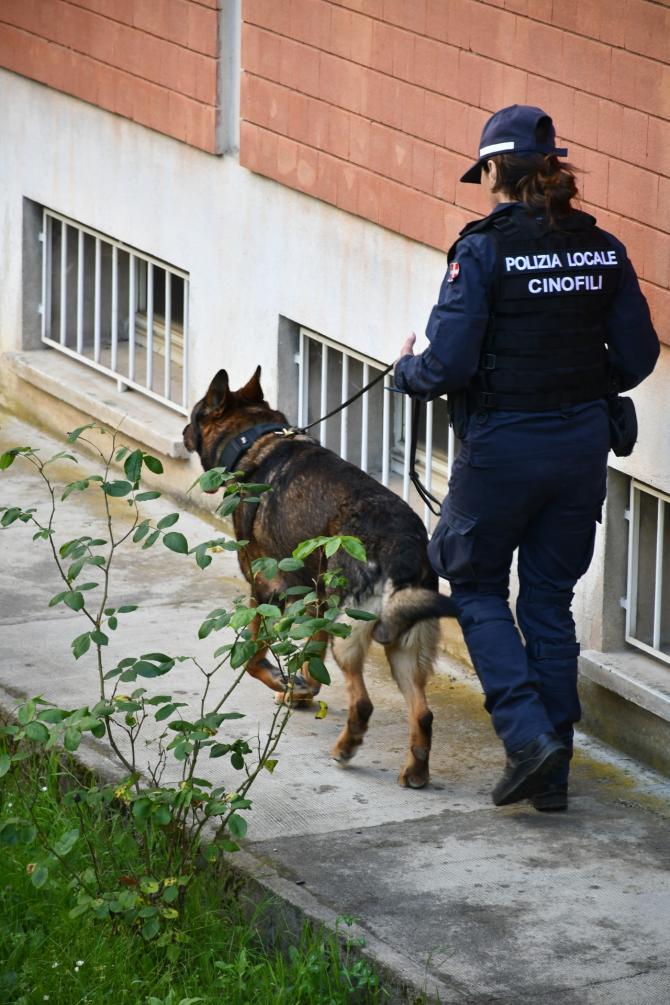 Cane antidroga