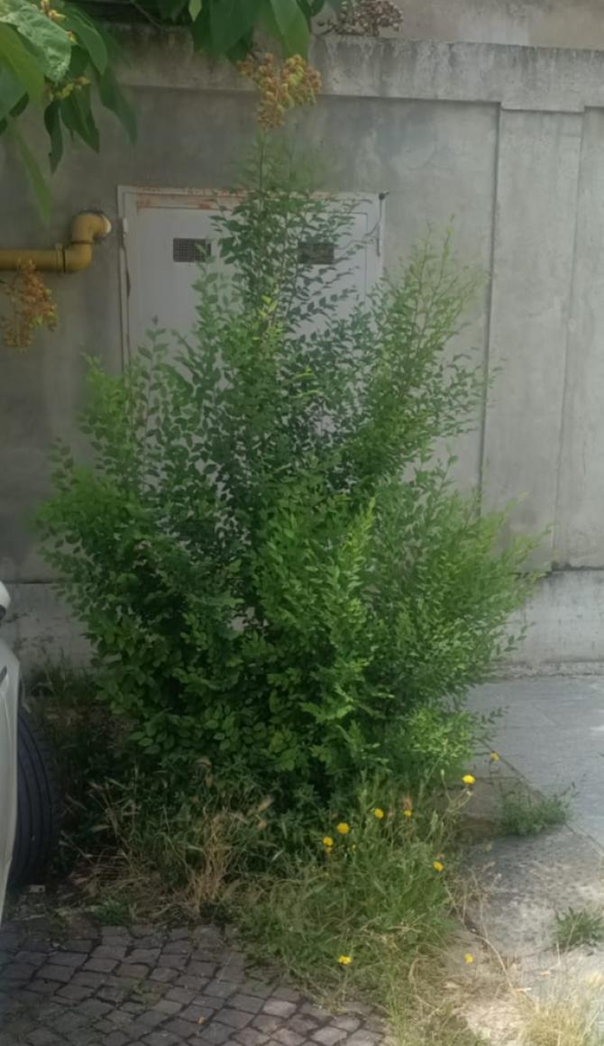 Arbusto accanto alla stazione di Vercelli