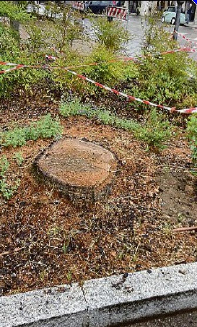 Quando verrà rimossa la grande radice di viale Garibaldi?