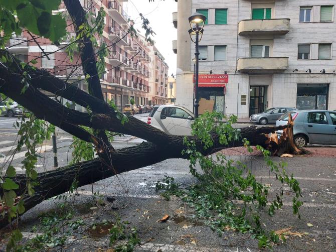 Albero crollato in via XX Settembre 21 giugno 2025