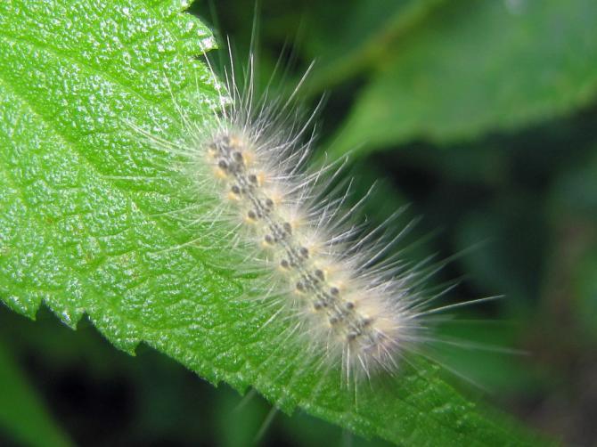Ifantria americana