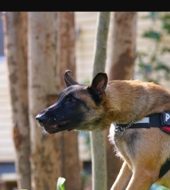 Un uomo morsicato dai suoi tre cani