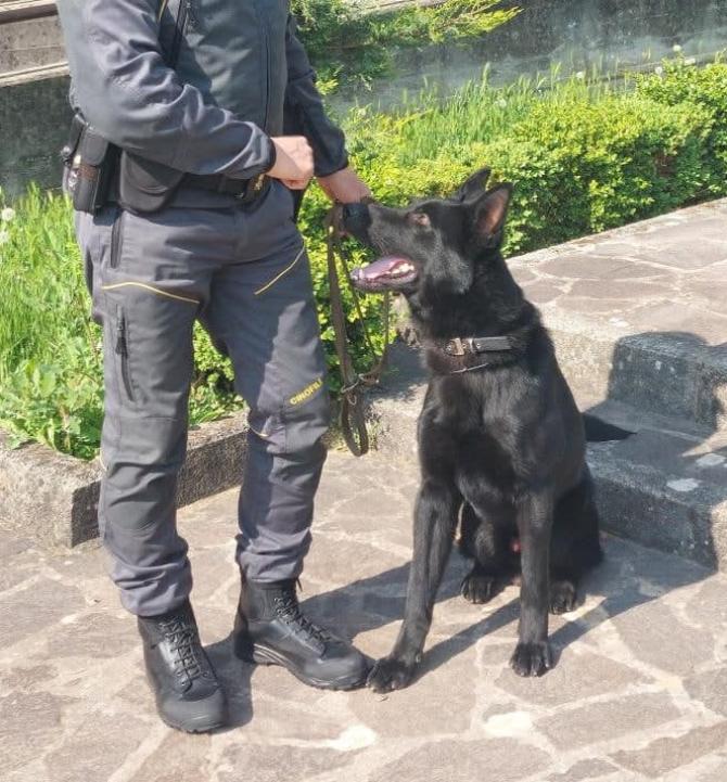 Guardia di finanza