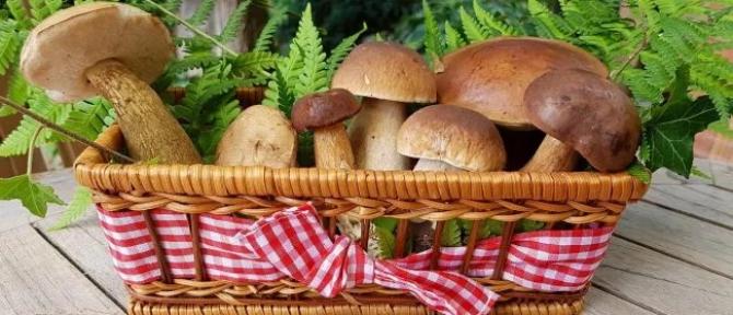 Funghi