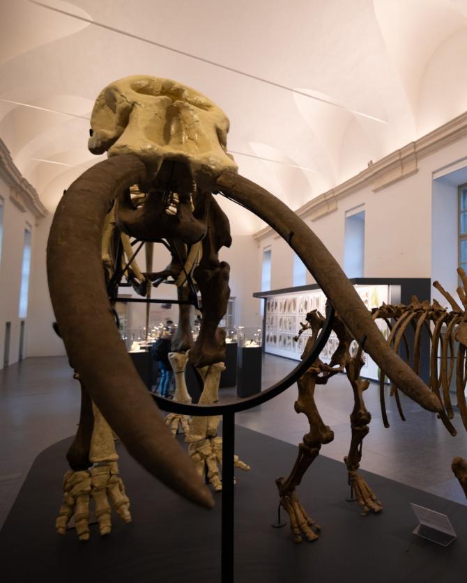 Museo regionale di Scienze naturali