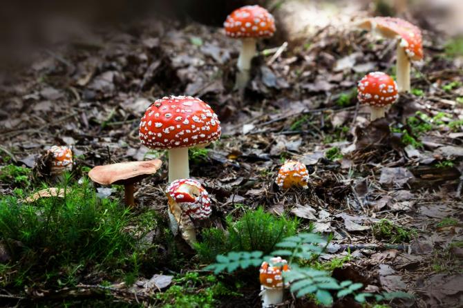 Funghi