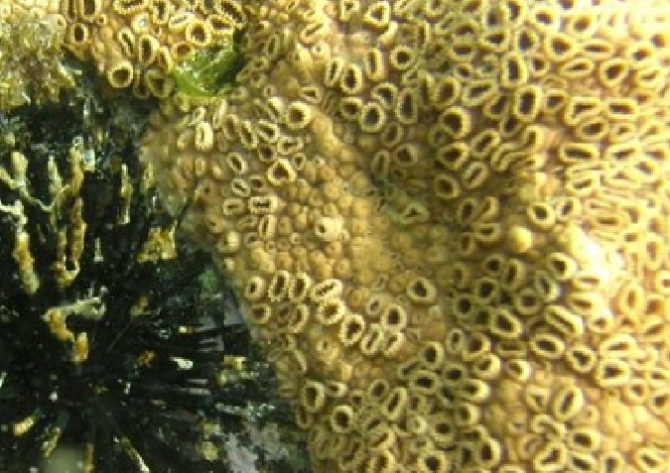 L'alga invisibile presente nel nostro Mediterraneo