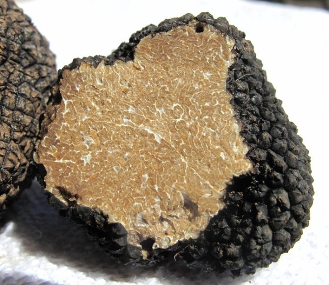 Il tartufo: tesoro Unesco