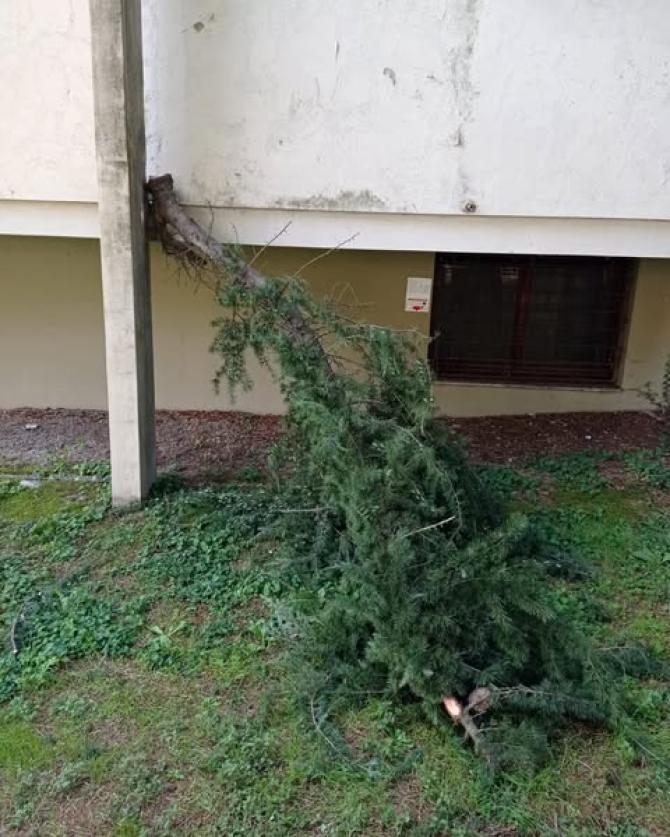 Pesante ramo si stacca tra la Piastra e il CUP