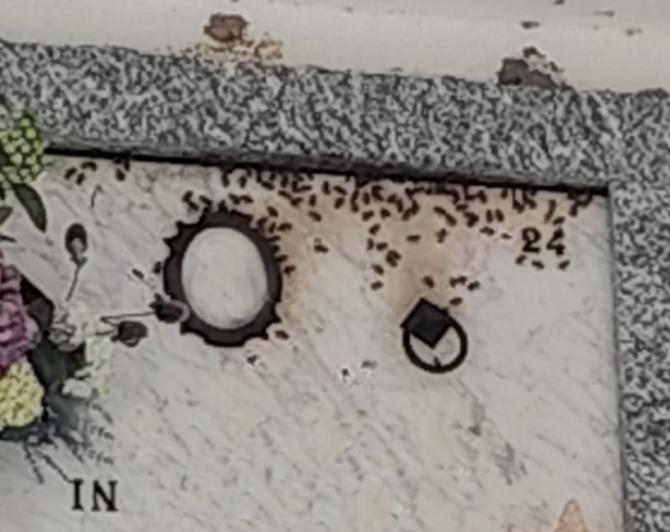 Invasione di vespe tra i loculi del cimitero dei Cappuccini