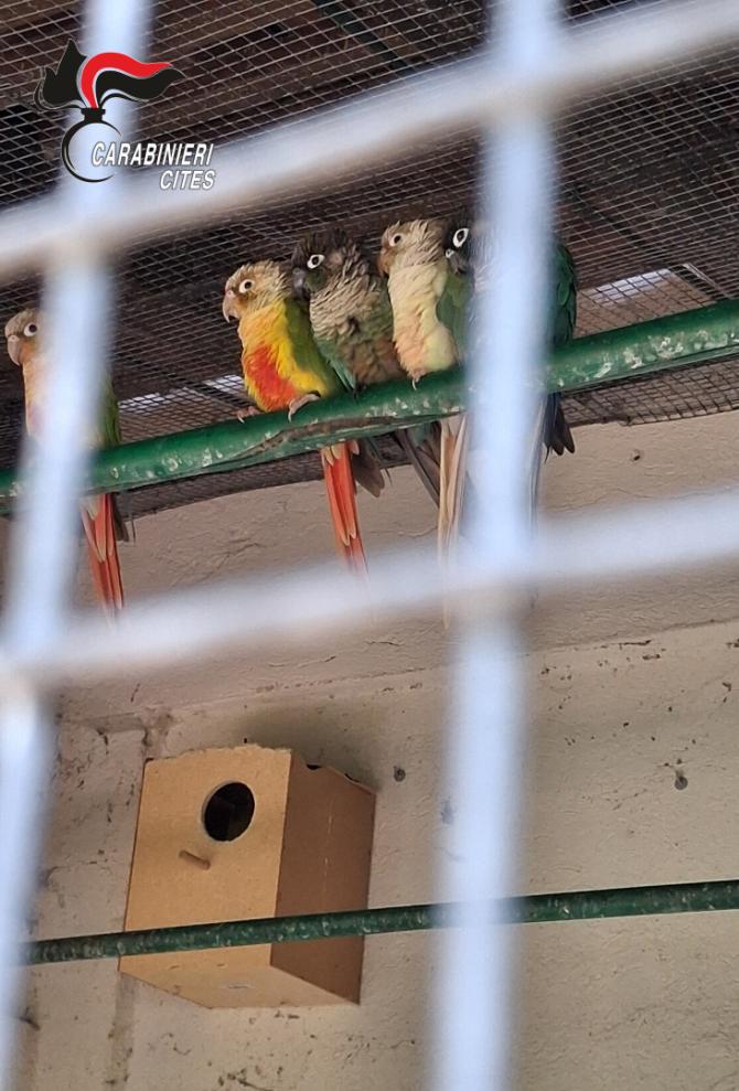 Stresa: scoperto giardino zoologico abusivo, sanzione da 30mila euro