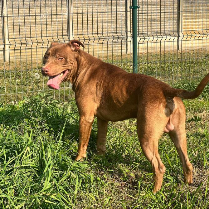 Pitbull Lav