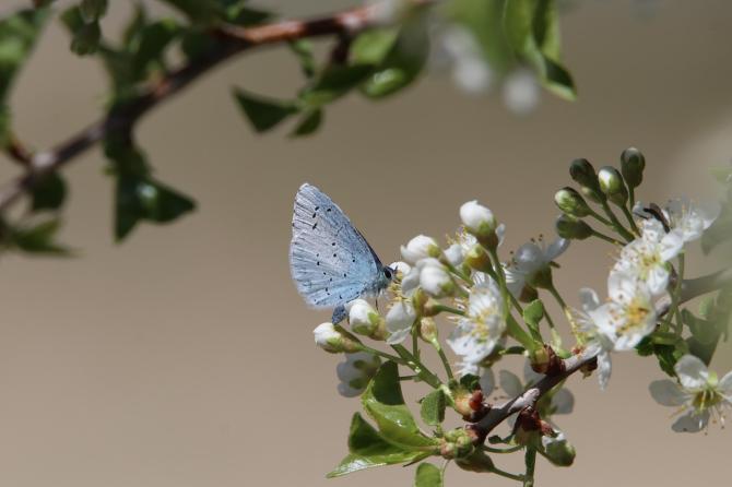 Biodiversità