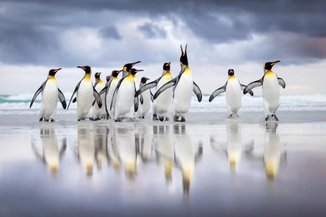 Forte di Bard, per la prima volta in Italia l'esposizione "Bird Photographer of the Year"