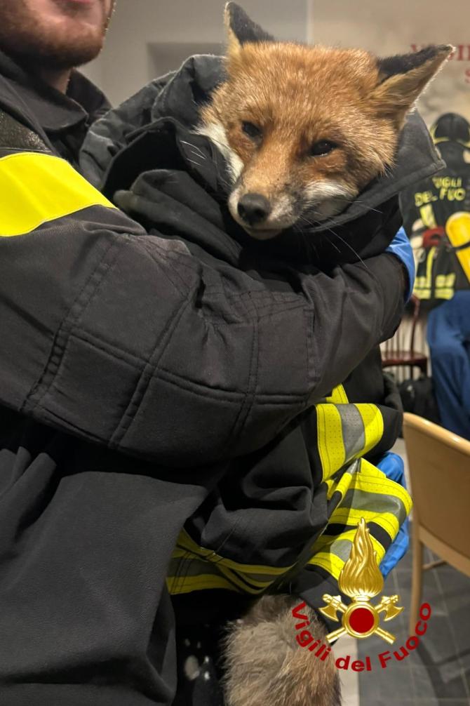 Volpe Santhi&agrave; 