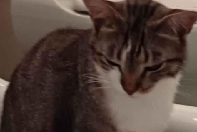 Trino Vercellese: si cerca il gatto Loki