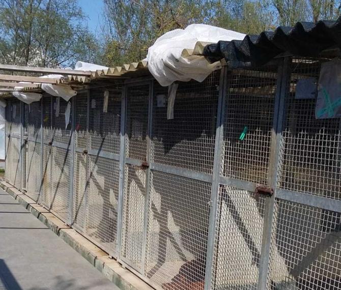 canile Borgo Vercelli