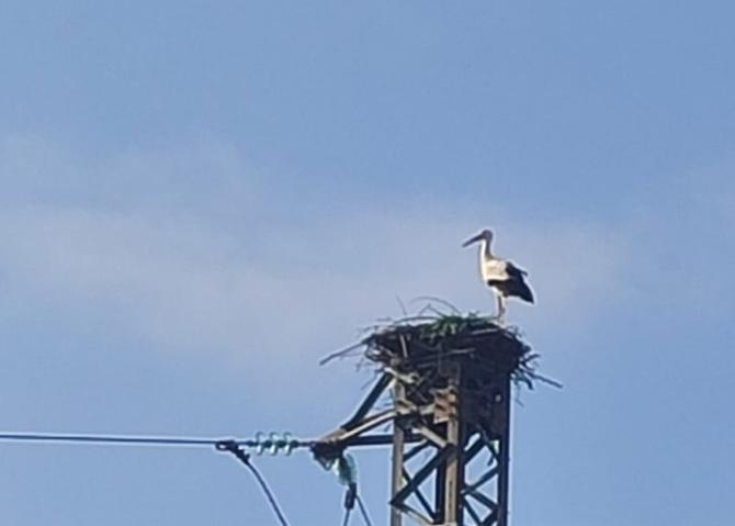 Cicogne a Crescentino