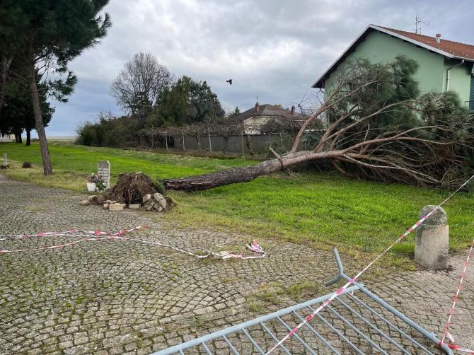 Maltempo, pericolo alberi instabili: l'avviso per viale della Rimembranza a Prarolo