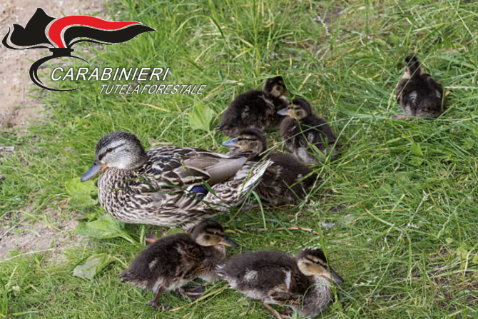 Recuperati otto anatroccoli con la mamma