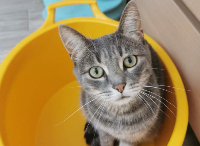 Giornata mondiale del gatto: inviateci le vostre foto