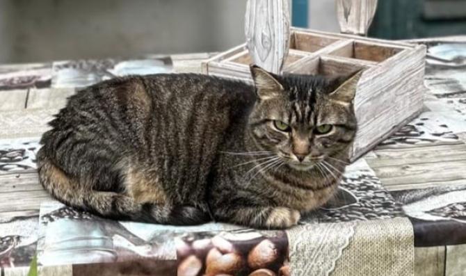 Appello gatto scomparso