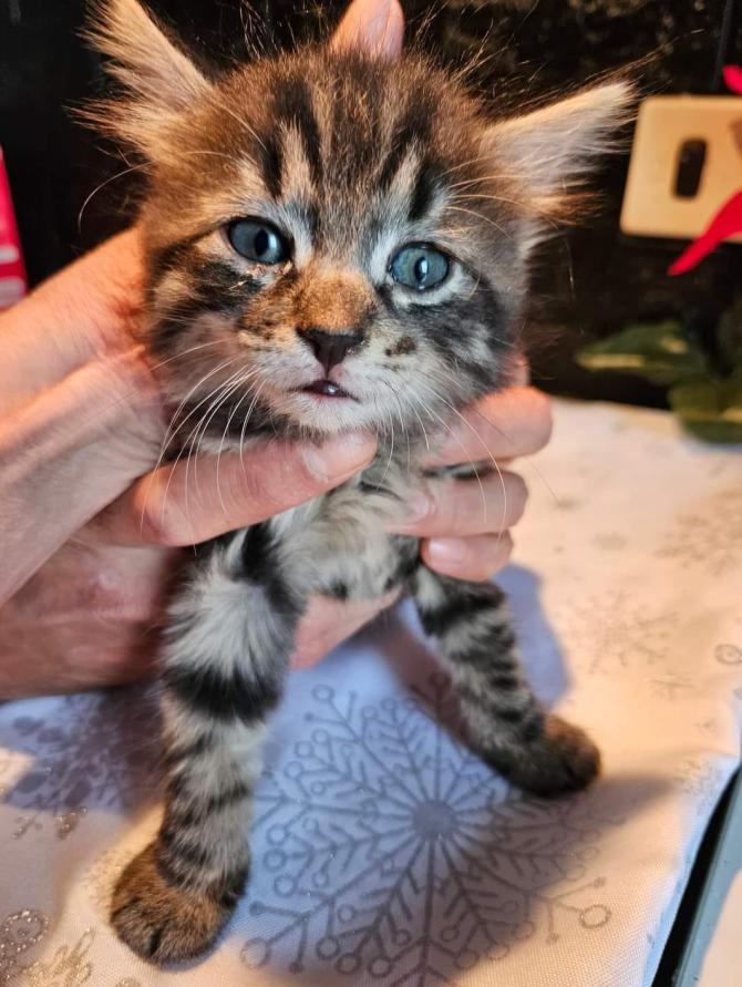 Gattino cerca casa