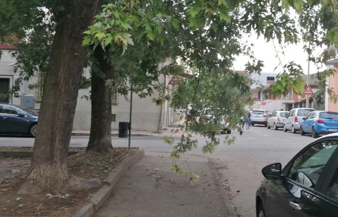 albero via Pastrengo