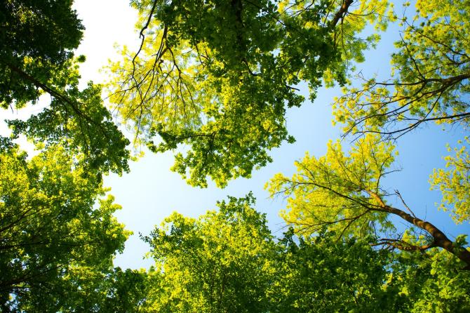Alberi