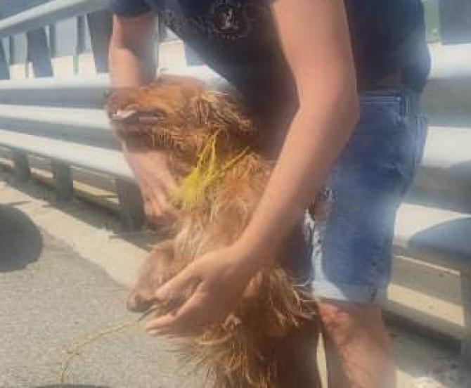 Cane Artù