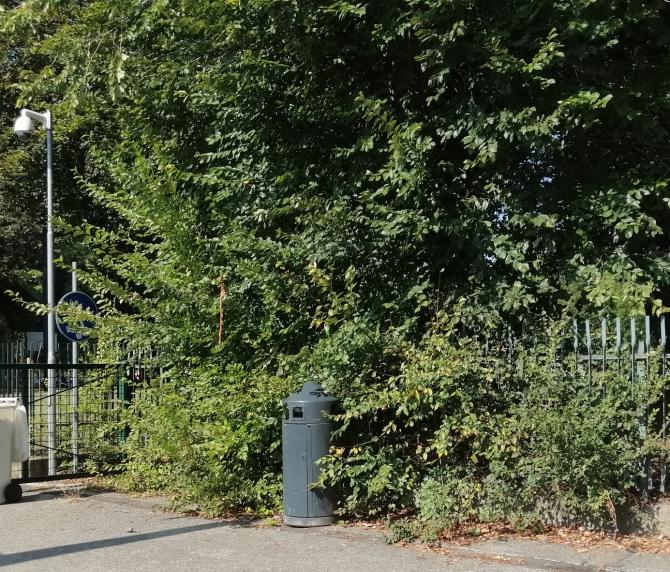 erbacce infestanti a Vercelli