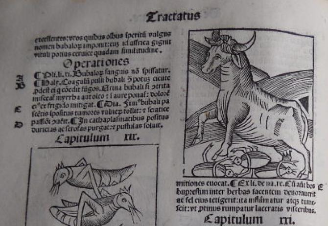 Hortus sanitatis
