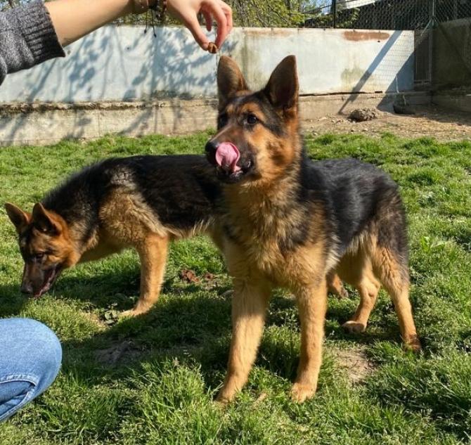 Kimba e Kaja
